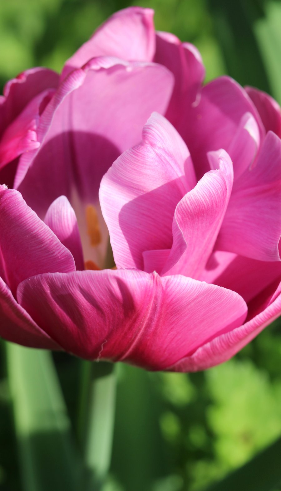 Naturalised Tulip