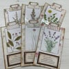 Herb Specimen Cards