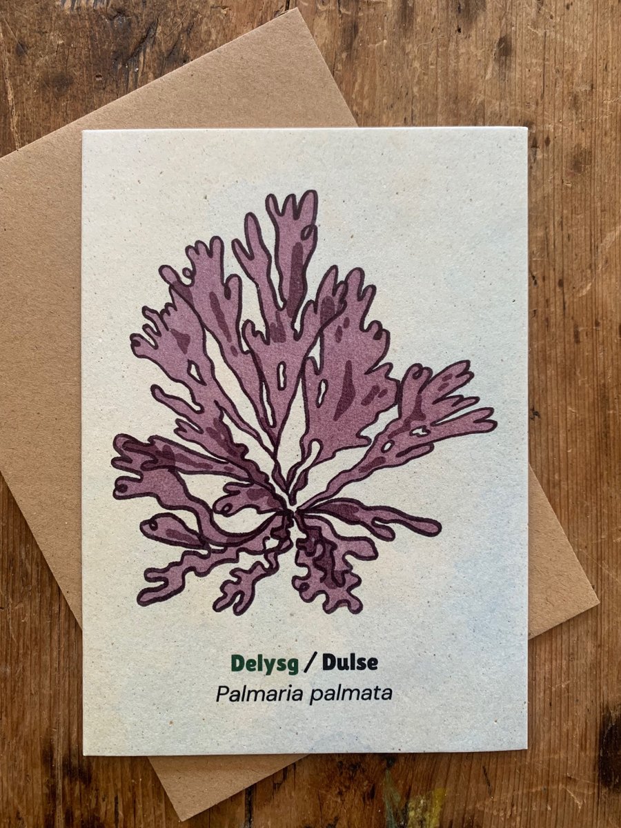 Single Seaweed Greeting Card - Dulse