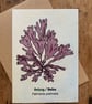 Single Seaweed Greeting Card - Dulse