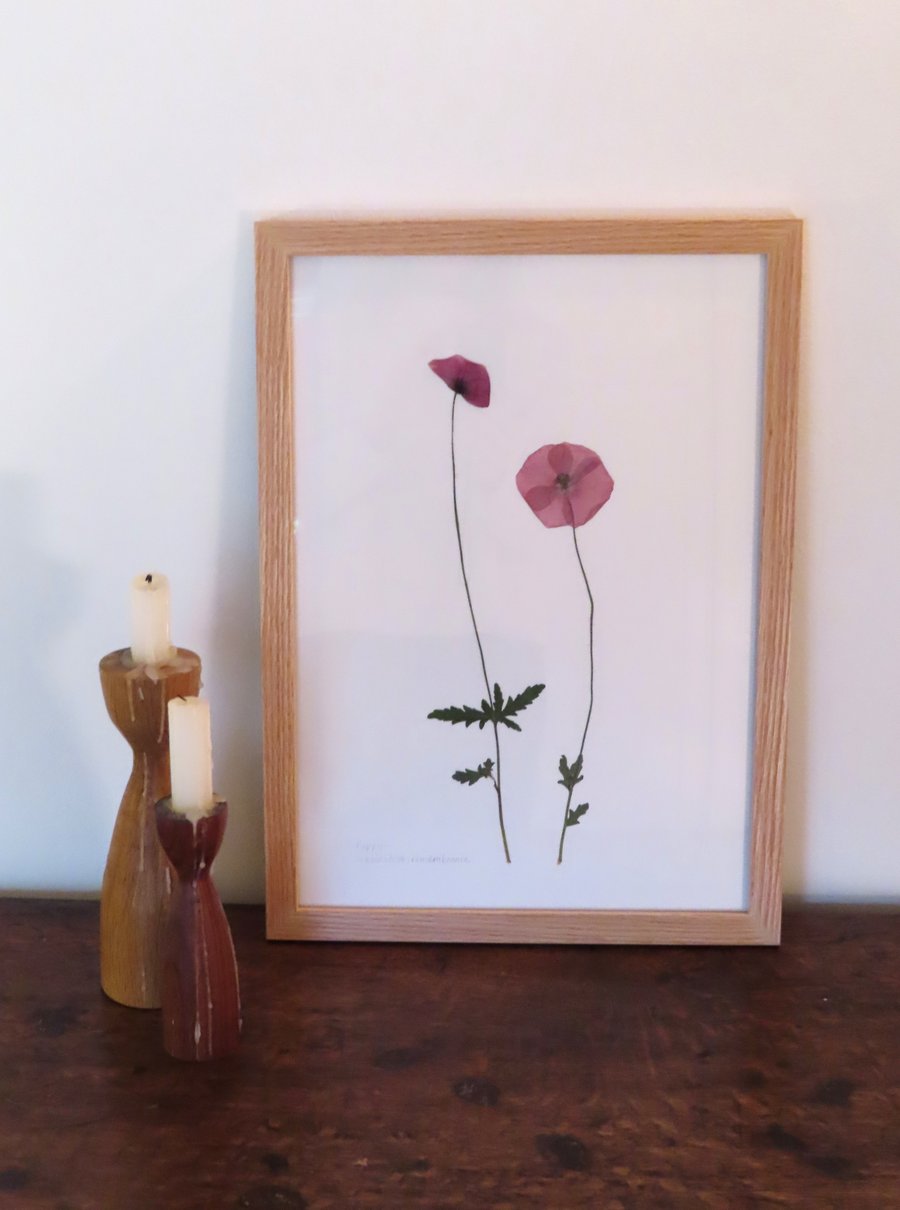 Pressed Poppy flower, framed in oak - A3