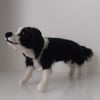 Bill,the Border Collie  dog, needle felted wool sculpture OOAK collectable 