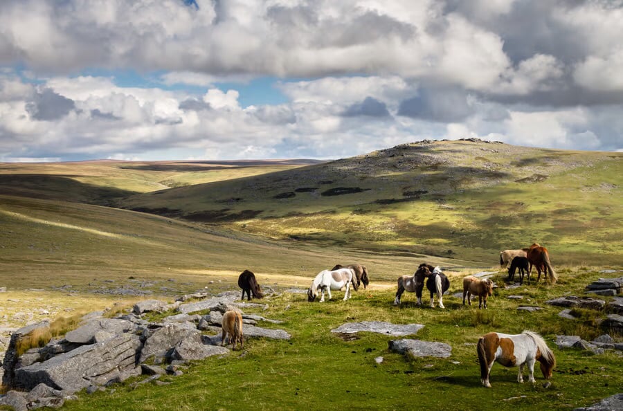 Wall art photography print “Dartmoor Ponies” for all pony and Dartmoor lovers