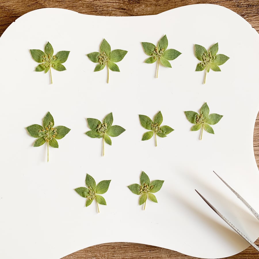 Pressed Griffithii Hare's ears 10 pcs Pressed Flowers For Resin For DIY Handcraf