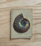 Original Ammonite ACEO Gouache Painting