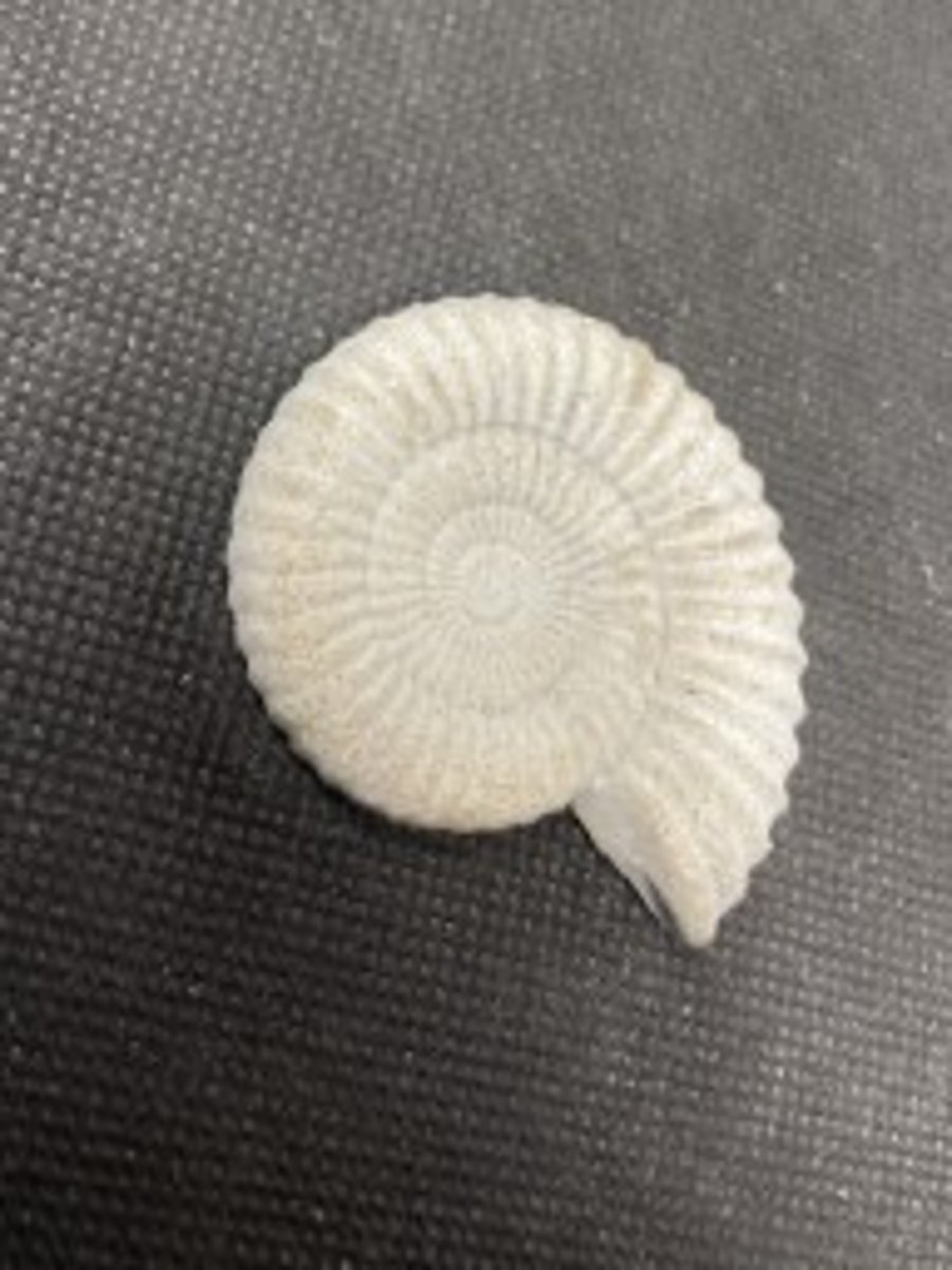 2.5-  Ammonite Fossil fridge magnet in cement