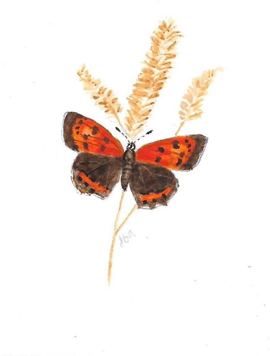 Small Copper Butterfly ACEO