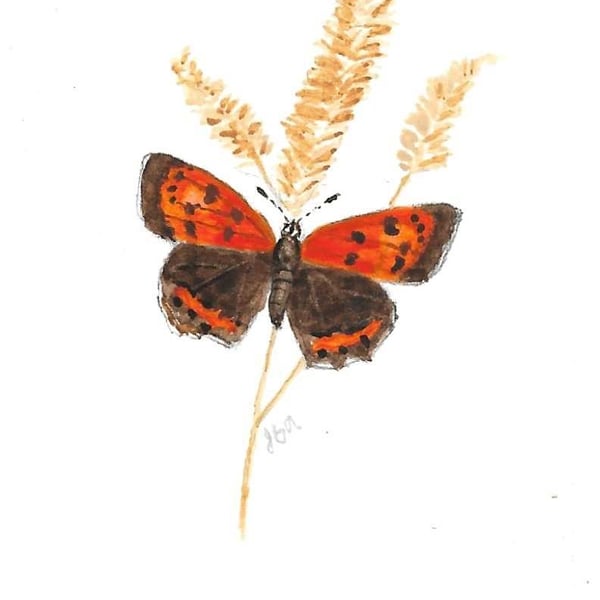 Small Copper Butterfly ACEO