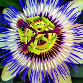 Passion Flower Summer Flowering Plant Photograph Print