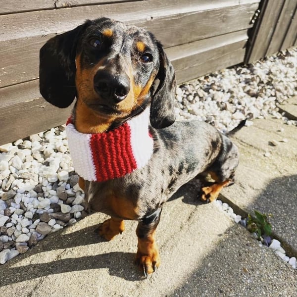 Football team scarf snood for dogs and puppies, hand knitted, custom made, Premi