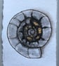 Grey Ammonite card  - Image 3