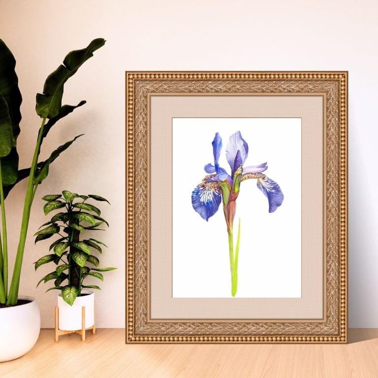 Iris Flower Botanical Art Digital Print