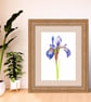 Iris Flower Botanical Art Digital Print - Image 1