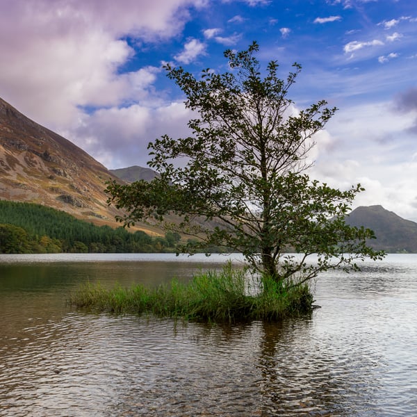 Lake District Card - Crummock Water Lone Tree - Birthday  - Blank  - Card