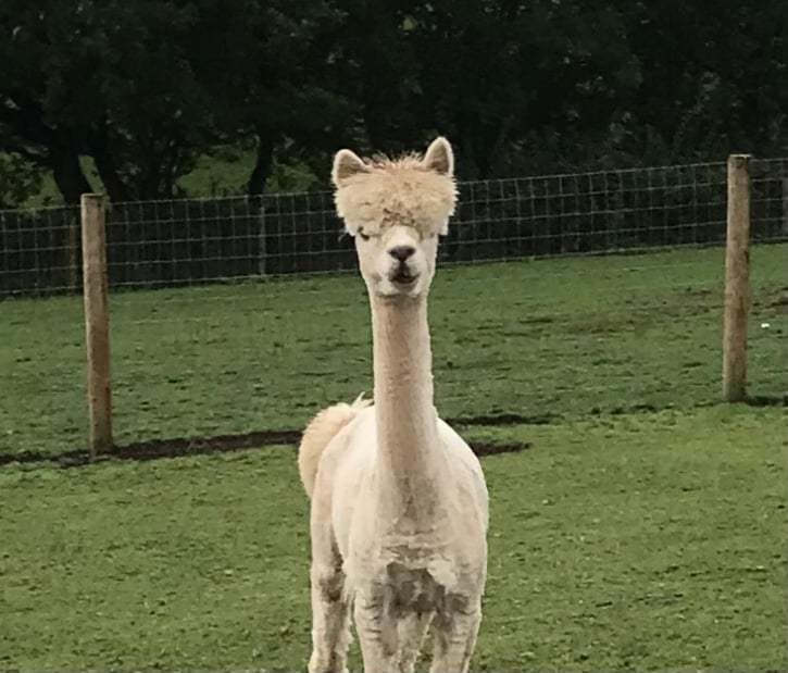 BeingcraftybyPauline