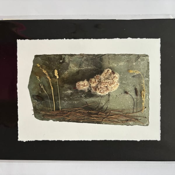 Moorhen Print 