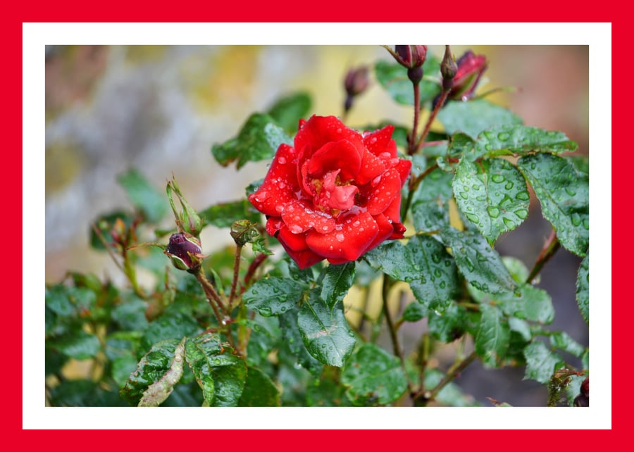 Red Rose Dew Norfolk Greeting Card A5 