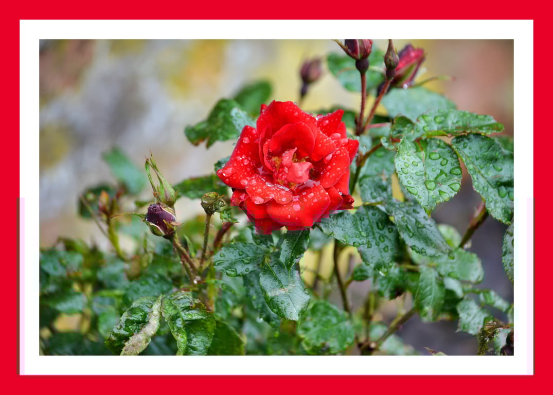 Red Rose Dew Norfolk Greeting Card A5 