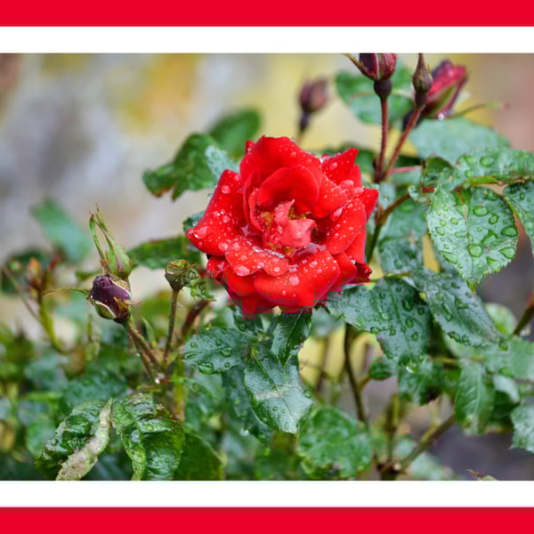 Red Rose Dew Norfolk Greeting Card A5 