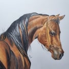 Bay Arab Horse