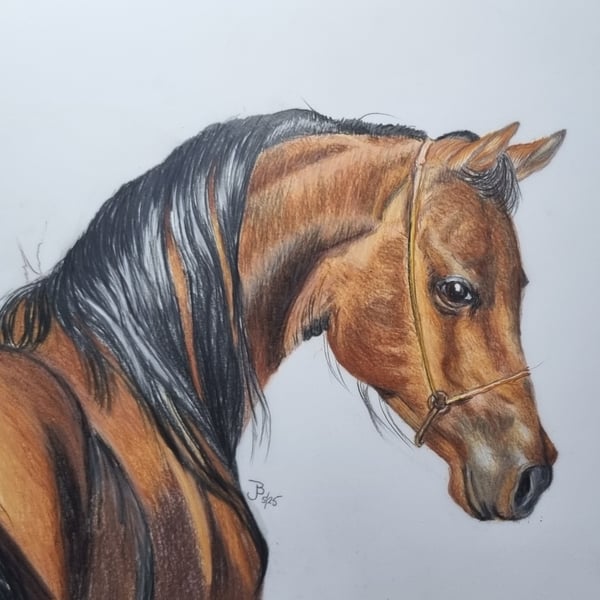 Bay Arab Horse