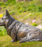 Foundry Bronze Sitting Corgi Statue Large Bronze Garden Sculpture - Image 4