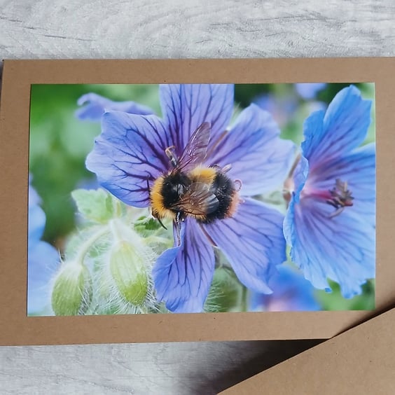 Bee on Geraniums Photo Card