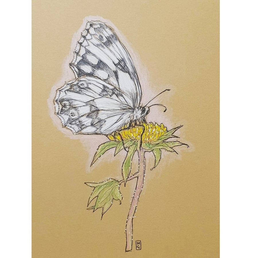 Marbled White Butterfly - Original insect drawing, small artwork