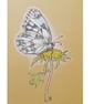 Marbled White Butterfly - Original insect drawing, small artwork