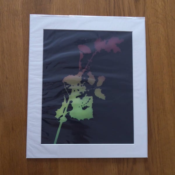Holly I Print from Original Photogram - Ivory mount to fit 10x12 inch frame 