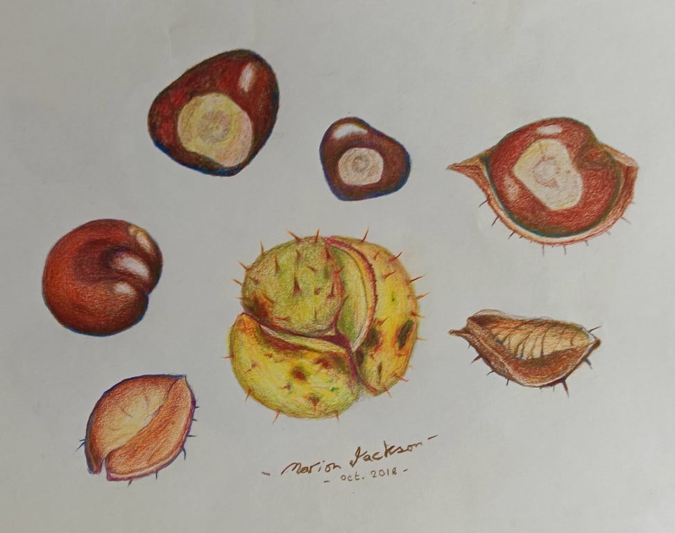 A STUDY OF CONKERS