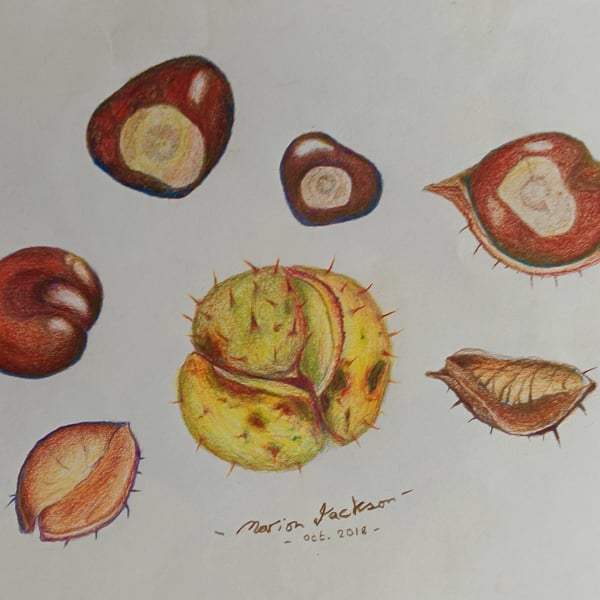 A STUDY OF CONKERS