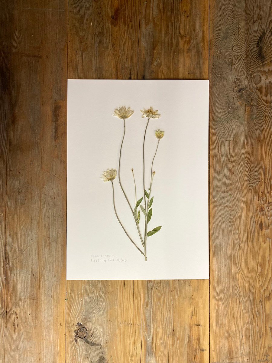Pressed Xeranthemum 'Paperflower' - A4