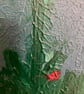 Painting: 'She made a beeline for the daisies' - Image 5