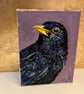 ACEO blackbird original miniature painting  - Image 2