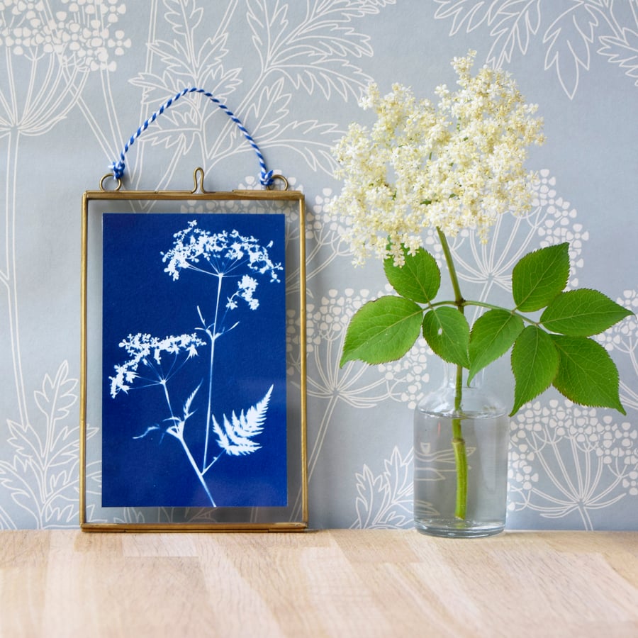 Cow Parsley Cyanotype No.5 in gold edged glass hanging frame
