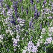 Little Shop of Treasures