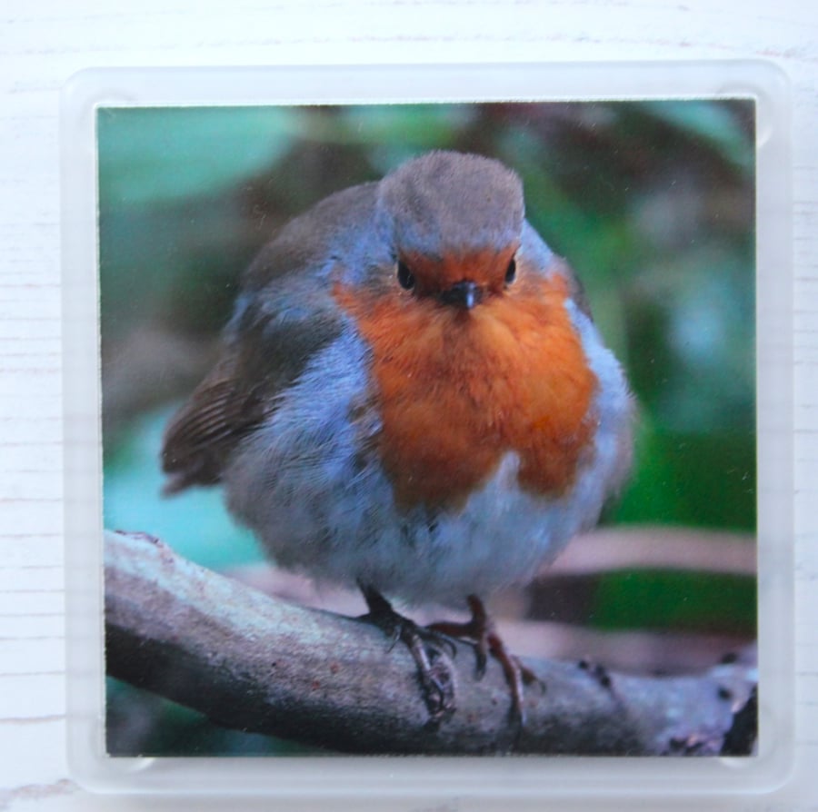 Acrylic coaster of a Robin, choice of 3 different poses, or a Little Owl.