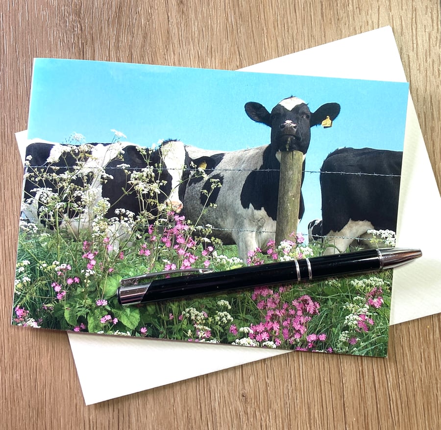 Card Resting Cow