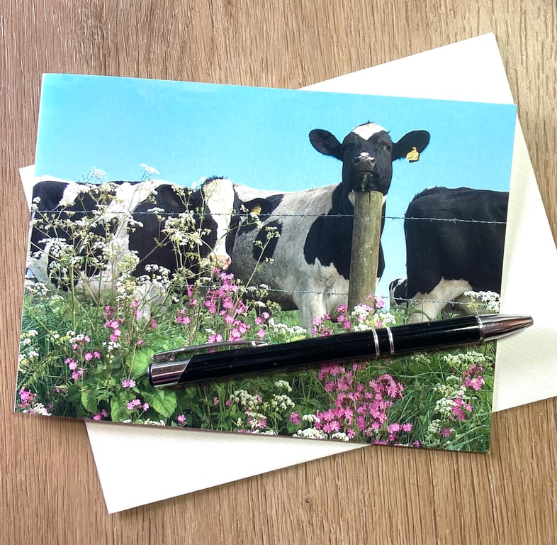 Card Resting Cow