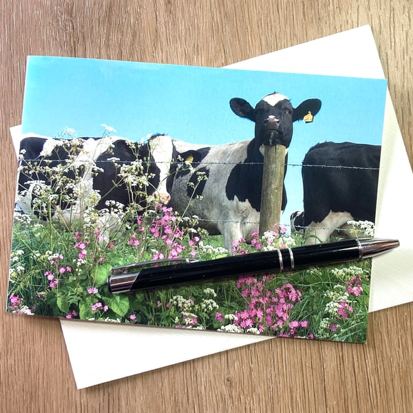 Card Resting Cow