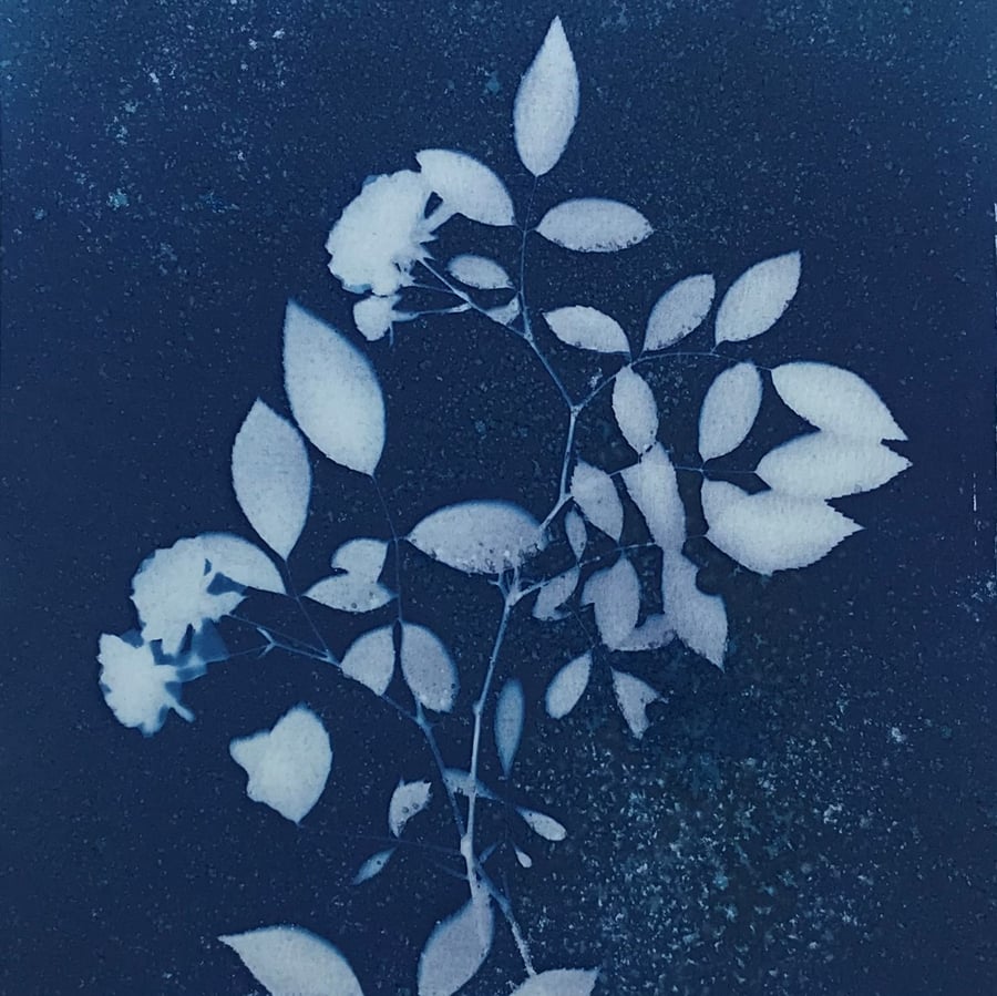 Fall in love with Charaya, in this Original Cyanotype Photogram