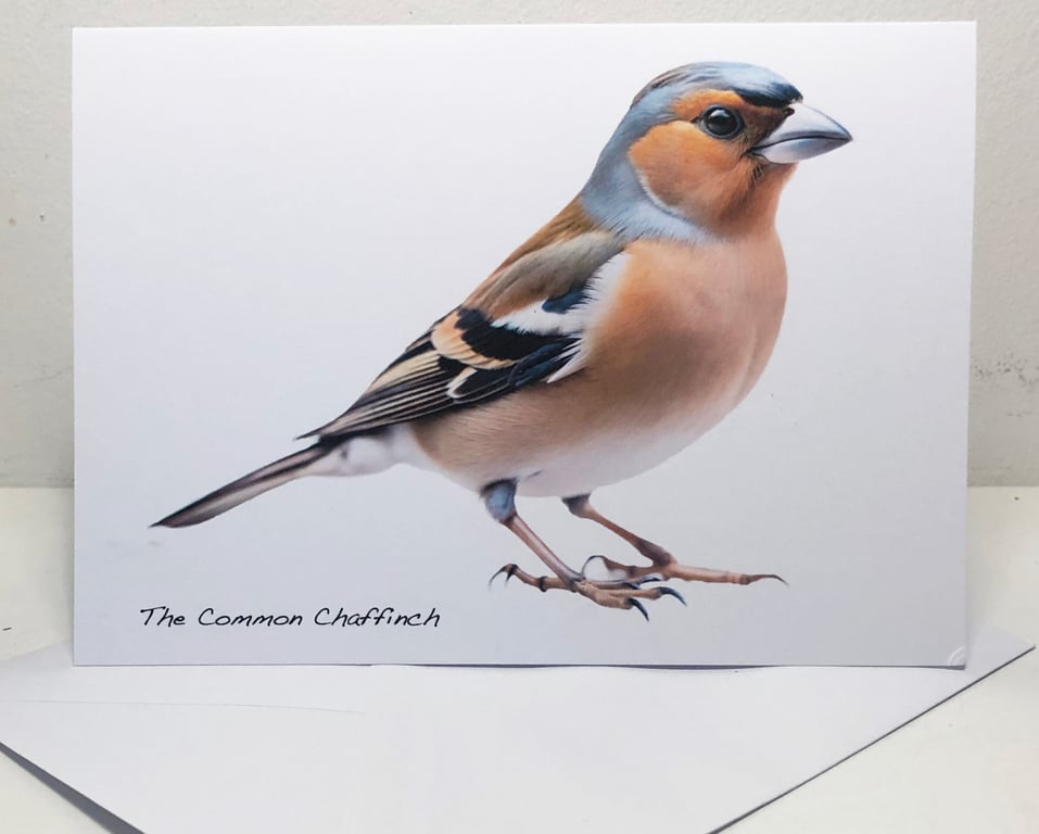 The Common Chaffinch -  5 x 7in Greeting Card and Envelope: Birthday or Plain