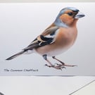 The Common Chaffinch -  5 x 7in Greeting Card and Envelope: Birthday or Plain