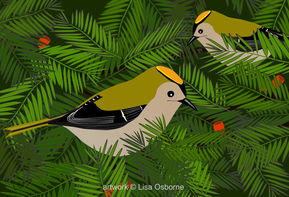 Goldcrests - bird art print