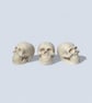 White Skull - Macabre Halloween Decoration Suitable for Painting - Image 7