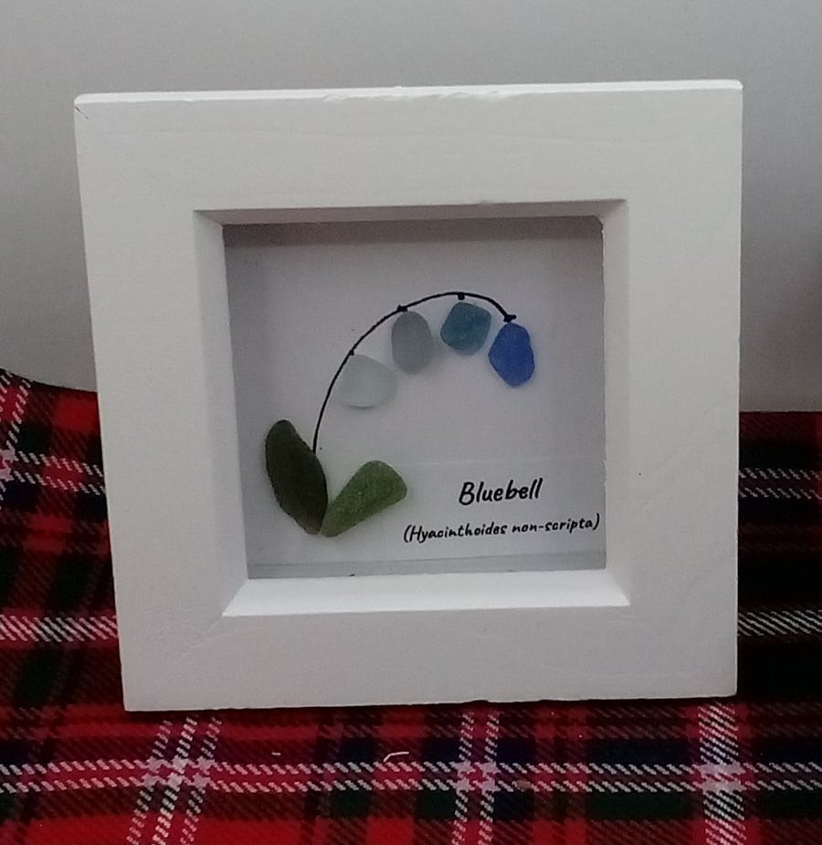 Scottish Seaglass wildflower Bluebell framed picture
