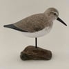 Dunlin