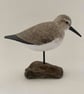 Dunlin