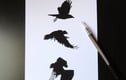 Crow prints